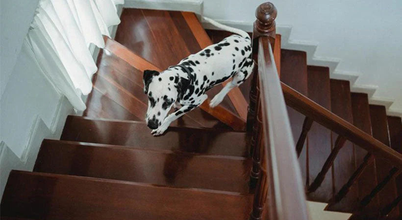 How to Train Your Pet to Use a Ramp or Dog Stairs Safely